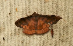 Fascellina chromataria