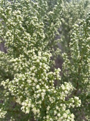 Baccharis sergiloides