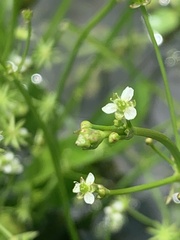 Damasonium minus