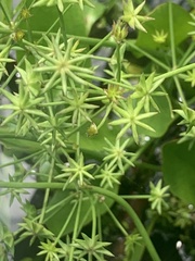 Damasonium minus