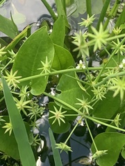 Damasonium minus