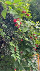 Callianthe megapotamica