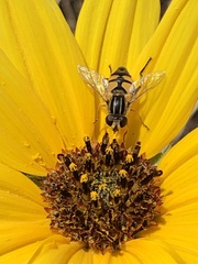 Helophilus latifrons