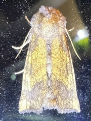 Papaipema impecuniosa