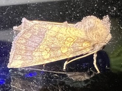 Papaipema impecuniosa