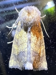 Papaipema impecuniosa