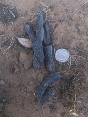 Herpestes pulverulentus