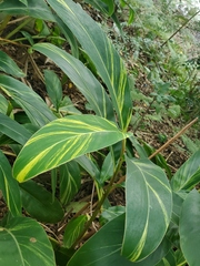 Alpinia vittata