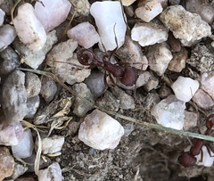 Pogonomyrmex occidentalis