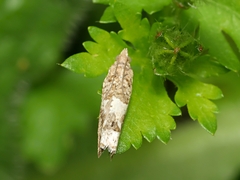 Crocidosema plebejana