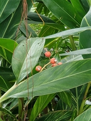 Alpinia vittata