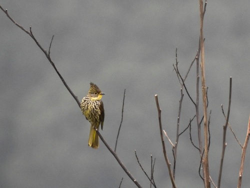 Striated Bulbul