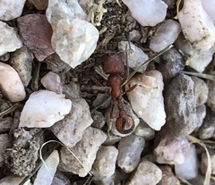 Pogonomyrmex occidentalis