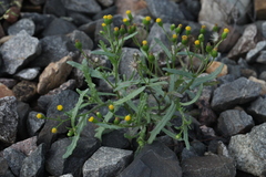Senecio dubitabilis