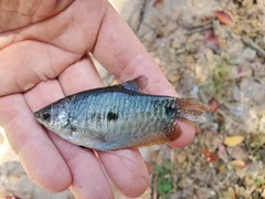 Trichopodus trichopterus