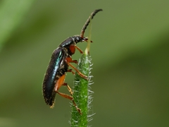 Lepturidea punctulaticollis