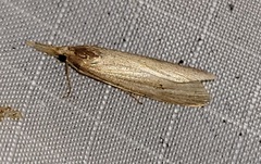 Donacaula