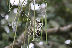 Dendrobium teretifolium