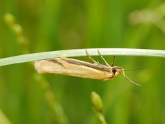 Philobota protecta