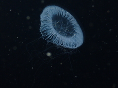 Aequorea