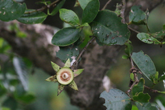 Sonneratia caseolaris