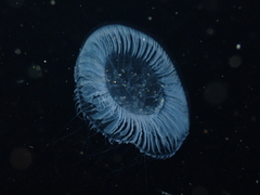 Aequorea