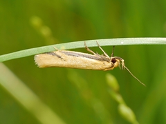 Philobota protecta