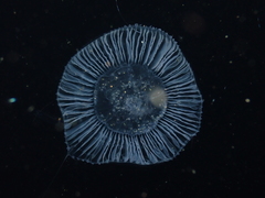 Aequorea