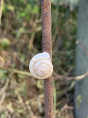 Trishoplita hilgendorfi