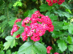 Crataegus × media