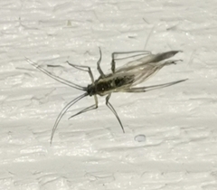 Euceraphis