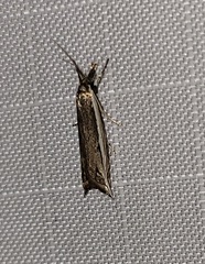 Raphiptera argillaceellus