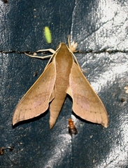 Xylophanes porcus continentalis