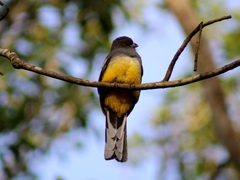 Trogon citreolus