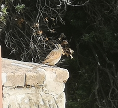 Emberiza capensis