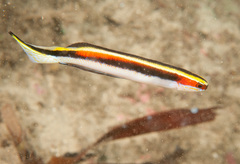 Trachinops taeniatus