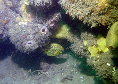 Cleidopus gloriamaris