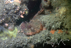 Scorpaena jacksoniensis
