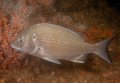 Acanthopagrus australis