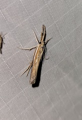 Thaumatopsis actuellus