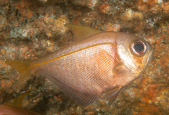 Pempheris compressa