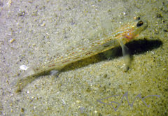 Istigobius hoesei