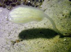 Sycozoa pulchra