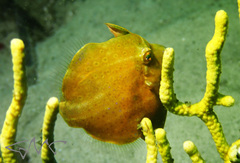 Brachaluteres jacksonianus