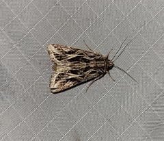 Spodoptera pulchella