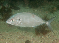 Pseudocaranx georgianus