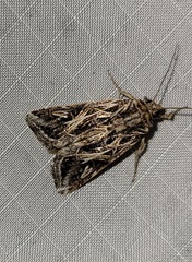 Spodoptera pulchella