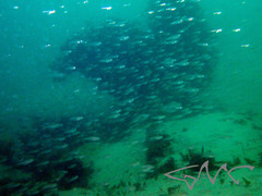 Ambassis jacksoniensis