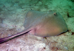 Trygonoptera testacea