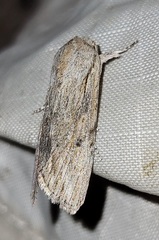 Spodoptera albula